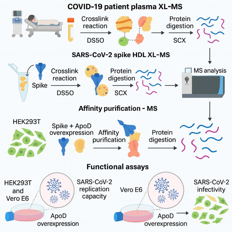 Zesíťovací hmotnostní spektrometrie