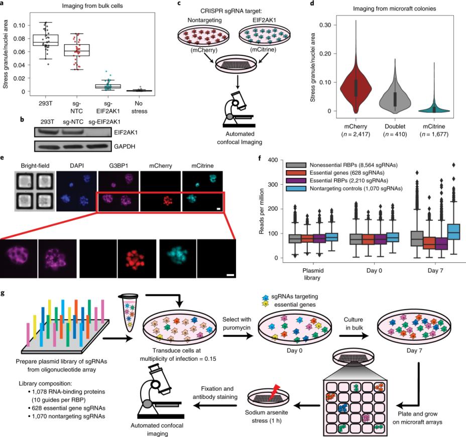 Farmaceutický laboratorní gelový zobrazovač