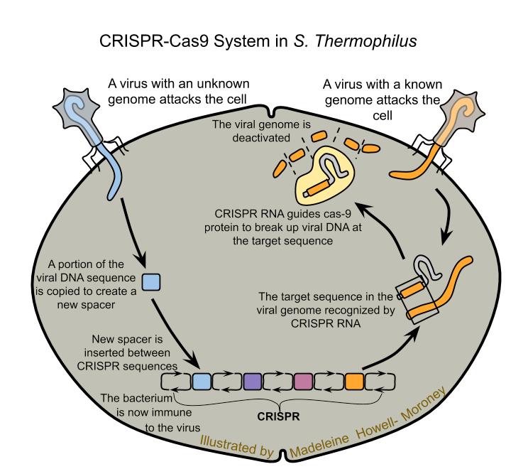 Zaostřený Ultrasonicator nástroj