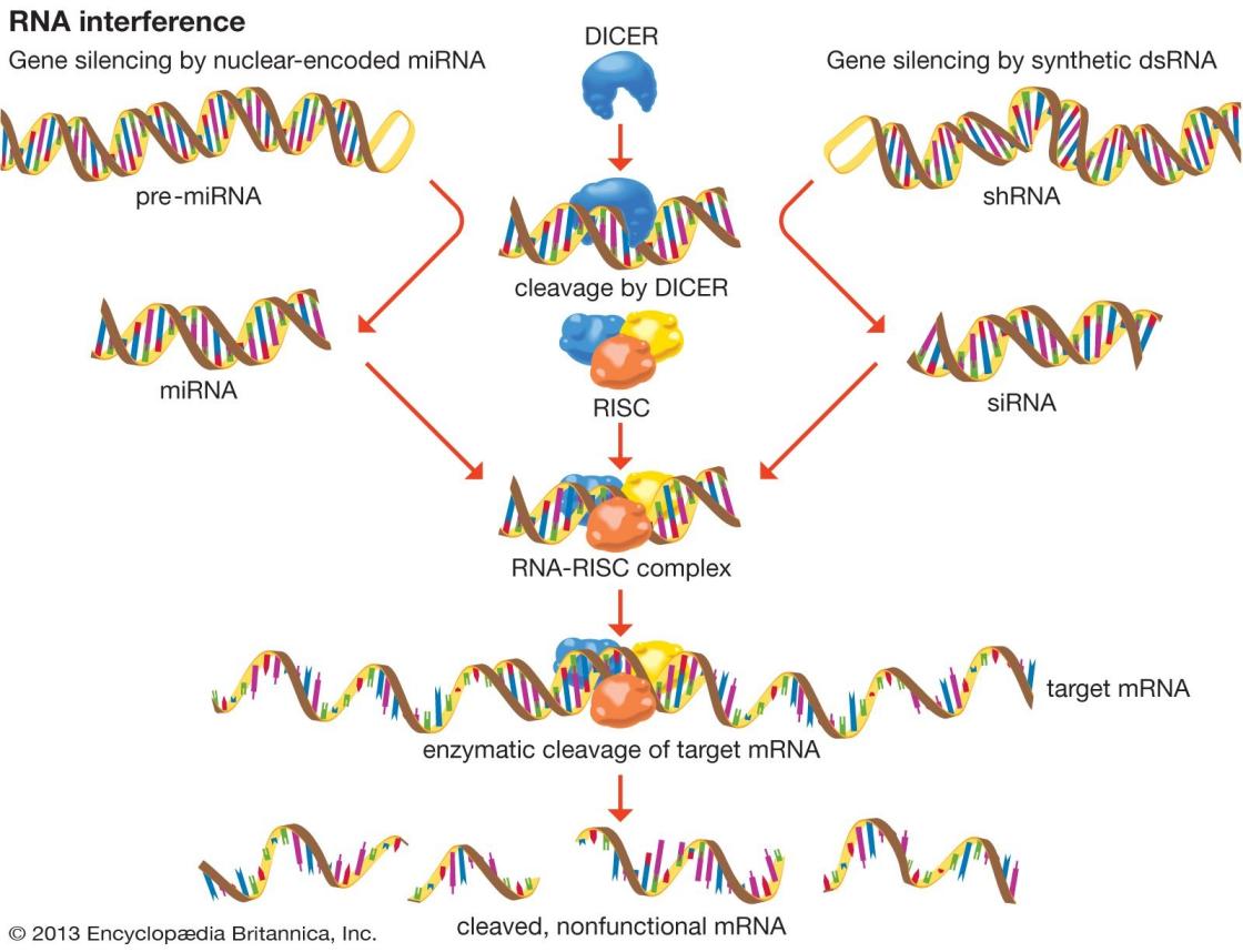 RNA elektroforéza