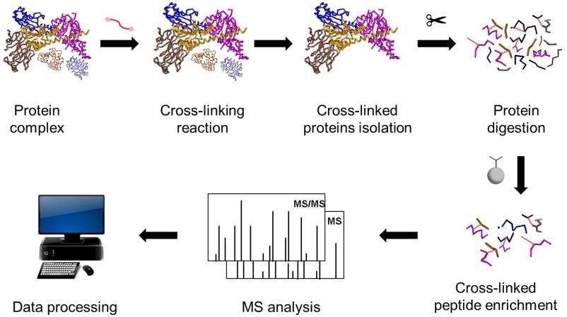 Křížové propojení MS pro proteinové komplexy