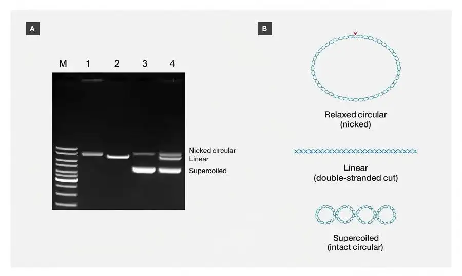 DNA elektroforéza