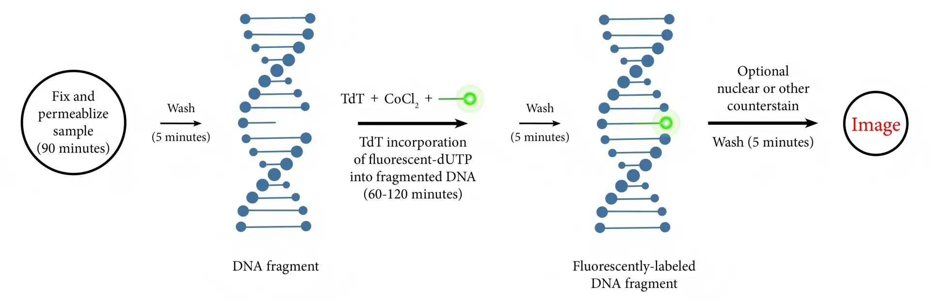 Fragmentace DNA
